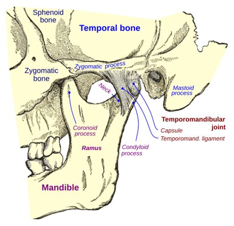 Temporomandibular Joint Wikipedia