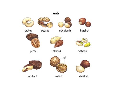 Nut Noun Definition Pictures Pronunciation And Usage Notes Oxford