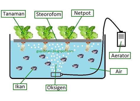 Cara Kerja Aquaponic Dengan Sistem Rakit Apung