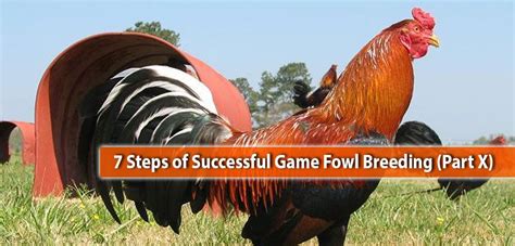 7 steps of successful game fowl breeding part x game fowl fowl games