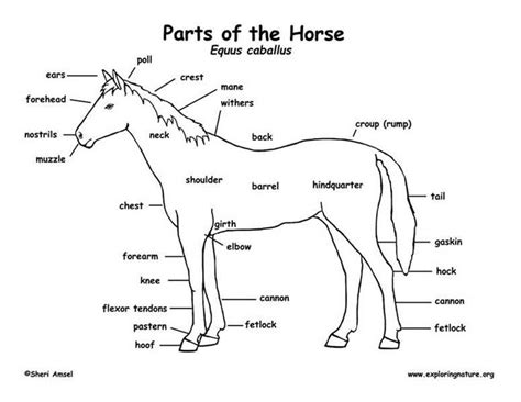 Image result for horse anatomy diagram | Horse anatomy, Horse camp