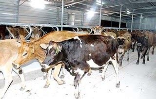 Ladang dan lembu dijaga supaya bersih dan lembu dibiarkan bebas di dalam ladang. It's All About Muadzam Shah: Ladang Lembu Terbesar Di Pahang!!