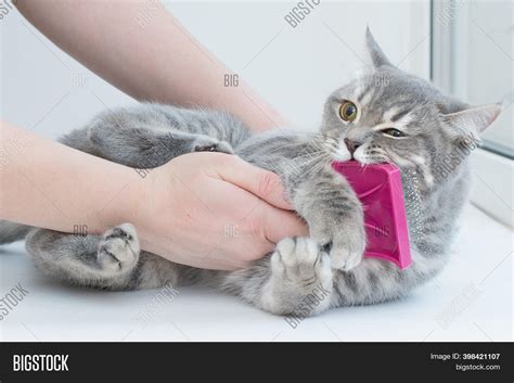 Hands Scratch Cat Image And Photo Free Trial Bigstock