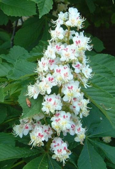 Typically occurring in june, the female flowers on another chestnut tree must be in bloom to receive the expelled pollen. Horse Chestnut | Yale Nature Walk
