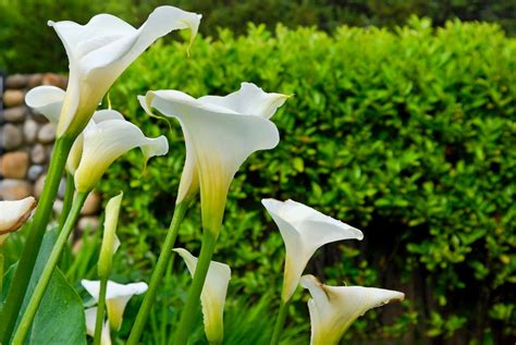 Flower Of The Week Calla Lily