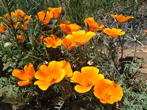 Maybe you would like to learn more about one of these? Join The Gossip: Antelope Valley California Poppy Reserve