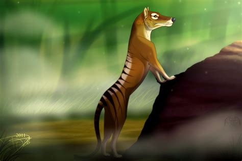 Thylacine By Dj88 On Deviantart