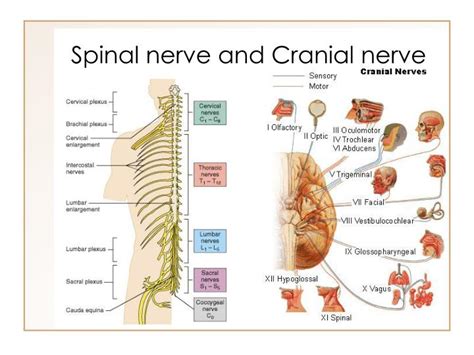 Peripheral Nervous System Cranial And Spinal Nerves Sensory Receptors My Xxx Hot Girl