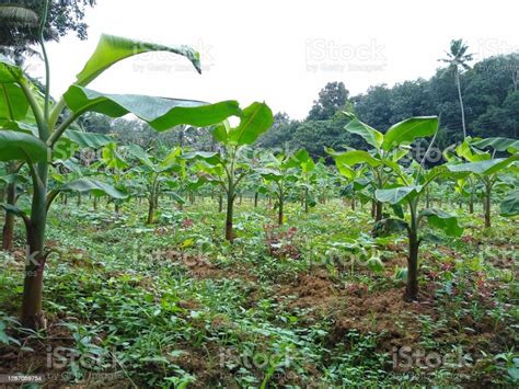 Plantain Cultivation In Kerala Stock Photo Download Image Now Farm