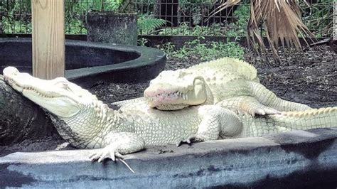 19 Albino Alligator Eggs May Hatch This Summer At An Animal Park In