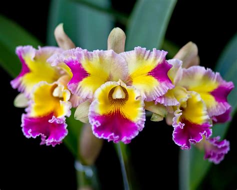 Grow And Care Cattleya Orchid The Queen Of Flowers Travaldos Blog