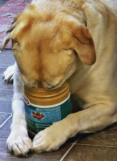 25 Dogs Show Their Love For Peanut Butter Dogexpress