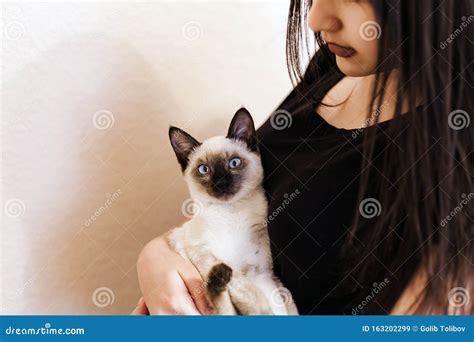 Siamese Cat Resting In Hands Of The Owner Young And Cute Female Play