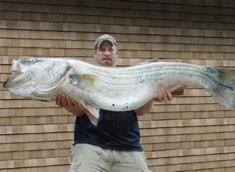 Catching The World Record Striped Bass On The Water