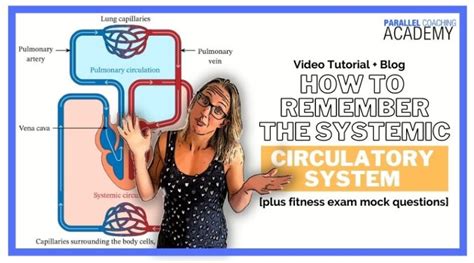 How To Remember The Systemic Circulatory System Parallel Coaching