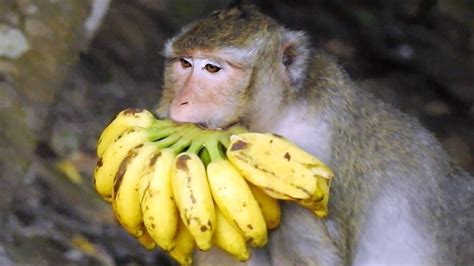 Pin By Tube Bbc On Monkey Eating Food Eating Bananas Animal Eating