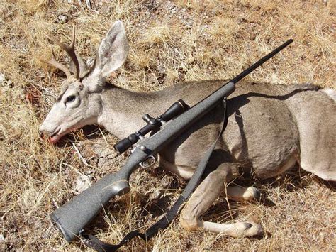 Top 12 Best Deer Hunting Rifle For The Money in 2018-Tasted & Reviewed