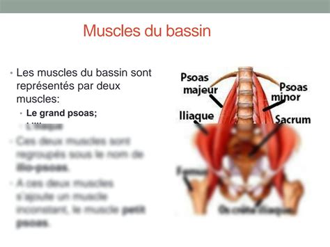 Solution Muscles Du Bassin De La R Gion Glut Ale Et De La Cuisse