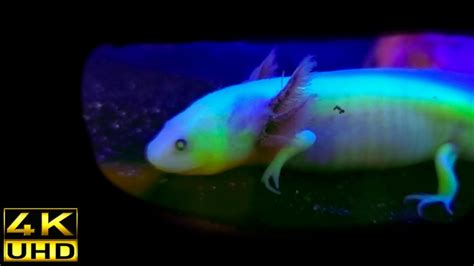 Jellyfish Dna Made This Axolotl Glow Youtube