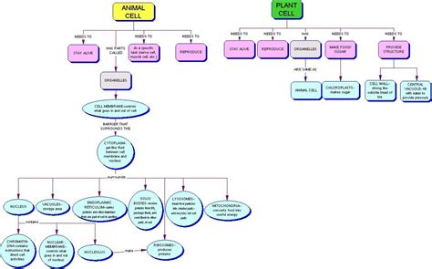 ️mitosis Concept Map Worksheet Free Download