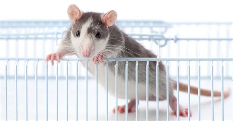 Best Rat Cages Find The Right Home For Your Rat