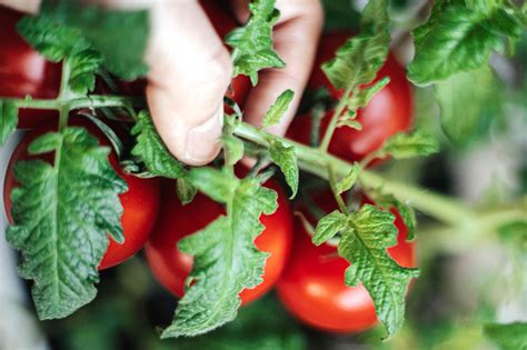 Indeterminate tomatoes are characterized by their ability to both continuously grow new vegetation and produce fruit throughout the season. What Are Determinate and Indeterminate Tomatoes?