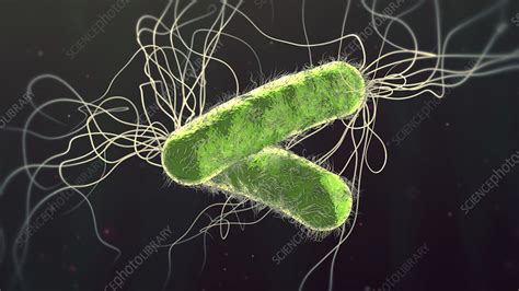 Pseudomonas Aeruginosa Bacteria Illustration Stock Image F0279790