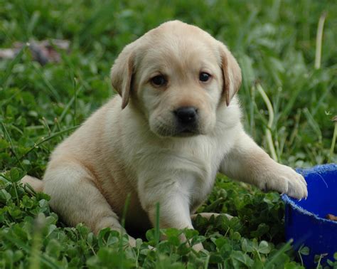 Yellow Labrador Retriever Puppy For Sale Mdh Trading And Services