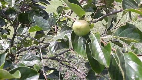 Of fertilizer for each year of the fuyu tree's age. My FUYU persimmon tree - YouTube