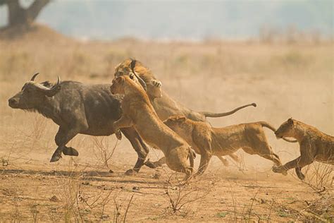 Lion Hunting Stock Photos Pictures And Royalty Free Images Istock