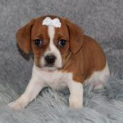 If you have questions please call, text, or email me at 330 275 2434 or shgrove166@yahoo.com. Cavalier mix puppies for sale in PA | Ridgewood puppies
