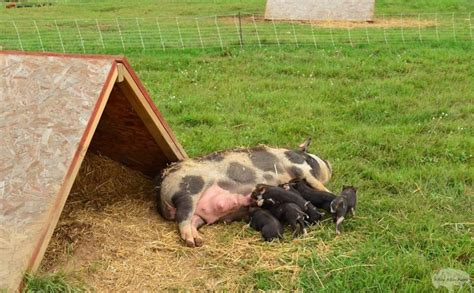 How To Build A Frame Pig Shelters Countryside