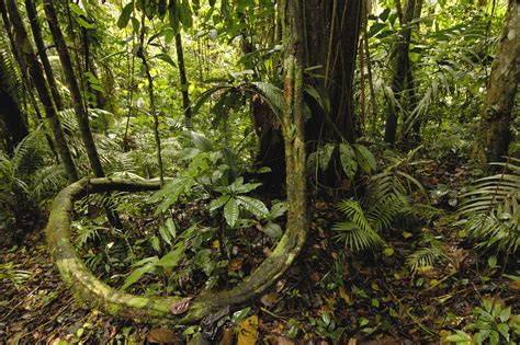 Emergent, upper canopy, understory, and forest floor. Amazon Rainforest ~ View World Beauty