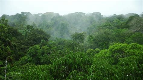 When light hits this layer, the tree. What Is the Average Rainfall in the Amazon Rainforest ...