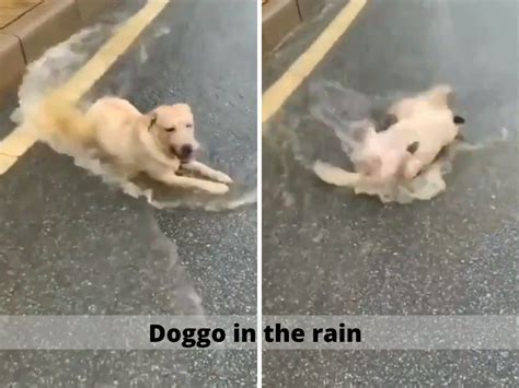 Dog Enjoys Rain Caught On Camera Dog Enjoys Splashing Around In The