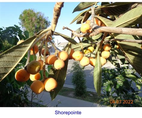 Best Tasting Loquats For 2022 Season