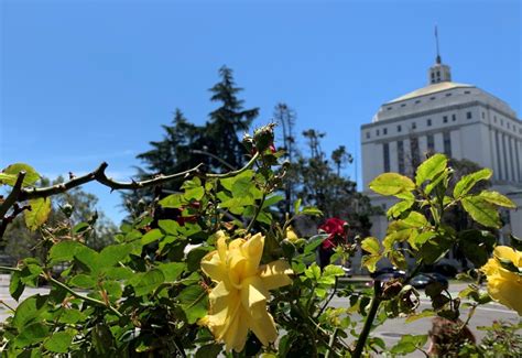 Assistant Administrative Analyst (Office of Collaborative Court