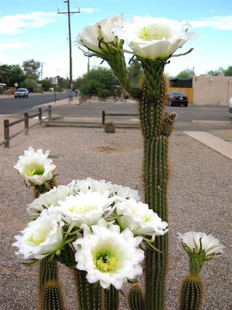 Here's where to find the cannabis strain in glendale, az. Cactus Flowers (home, camera, good) - Tucson - Arizona (AZ ...