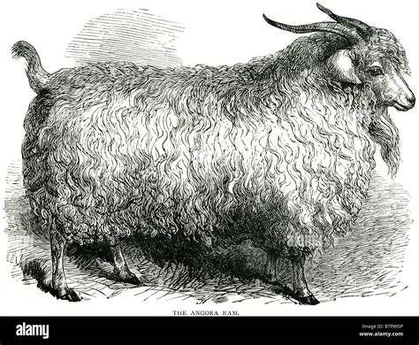 The Angora Ram Domestic Sheep Ovis Aries Are Quadrupedal Ruminant