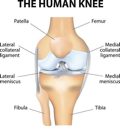 Anatomy Of Knee
