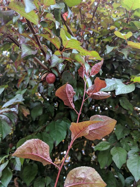 What Tree Is This Grows Little Light Red Cheery Looking Things They