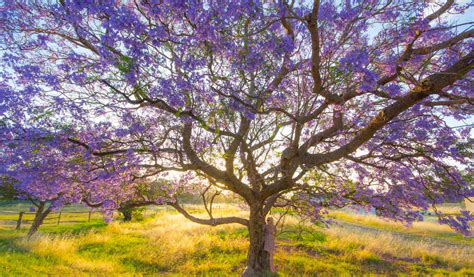 The Best Flowering Trees In Australia Au
