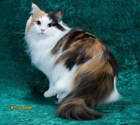 Pin By Melanie Ortiz On Animals That I Love Norwegian Forest Cat