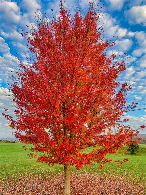 Colorful Tree In Autumn Stock Photo By Hokietim Photodune