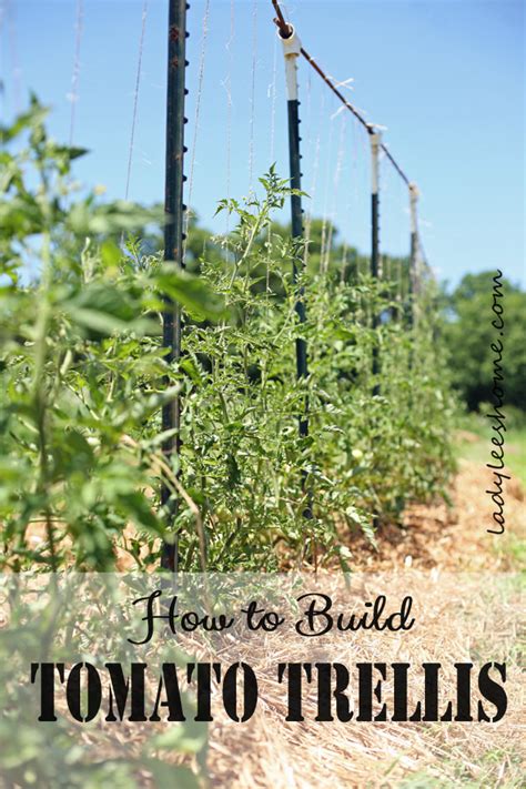 How To Build Tomato Trellis Tip Junkie