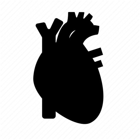 Anatomy Cardiovascular Human Heart Organ Icon Download On Iconfinder