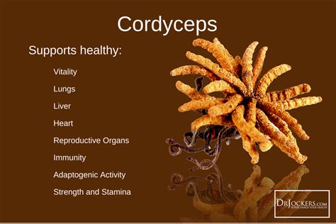 5 Benefits Of Cordyceps For Your Brain And Body Benefits Of Organic