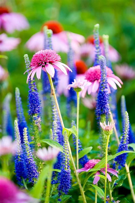 24 Perennial Plant Combinations That Look Amazing All Summer Long