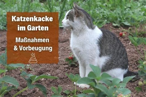 Maybe you would like to learn more about one of these? Katzenkacke: was tun gegen Katzenkot im Garten ...