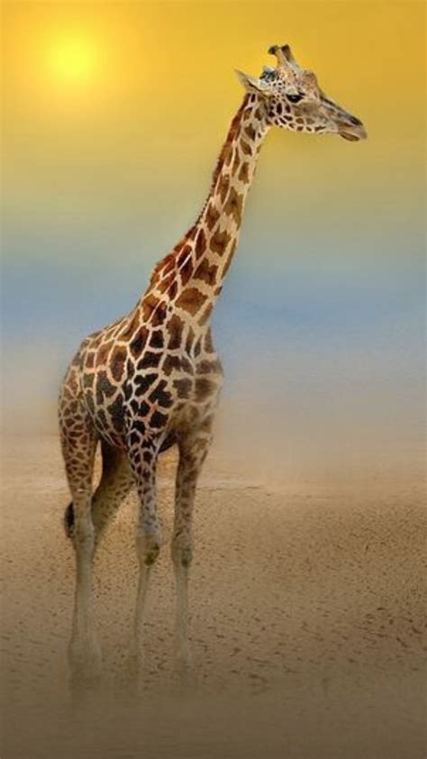Giraffe Profile Picture ~ We’ve Got Your Giraffes Right Here Stockpict